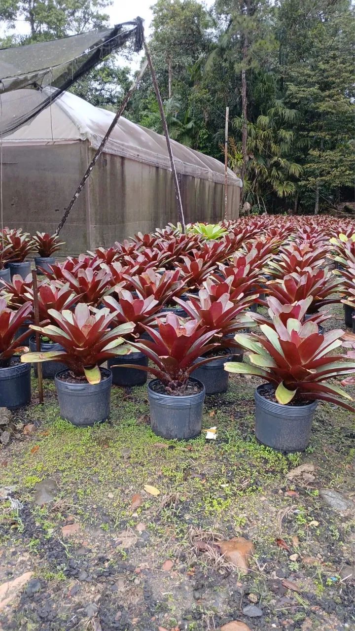 Plantas preço e qualidade - Foto 3