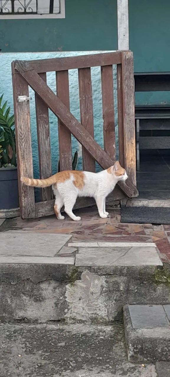 Doação de gatos  - Foto 3