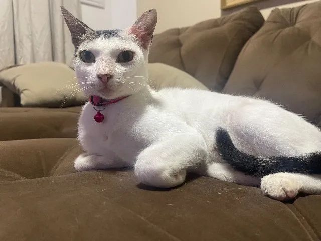 Gatinha castrada super dócil  - Foto 2