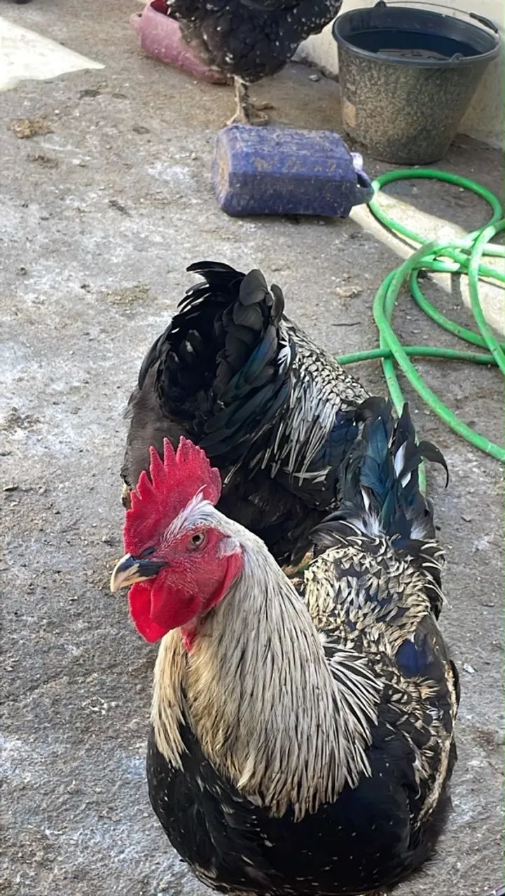 Vendo galinhas sertaneja balão 
