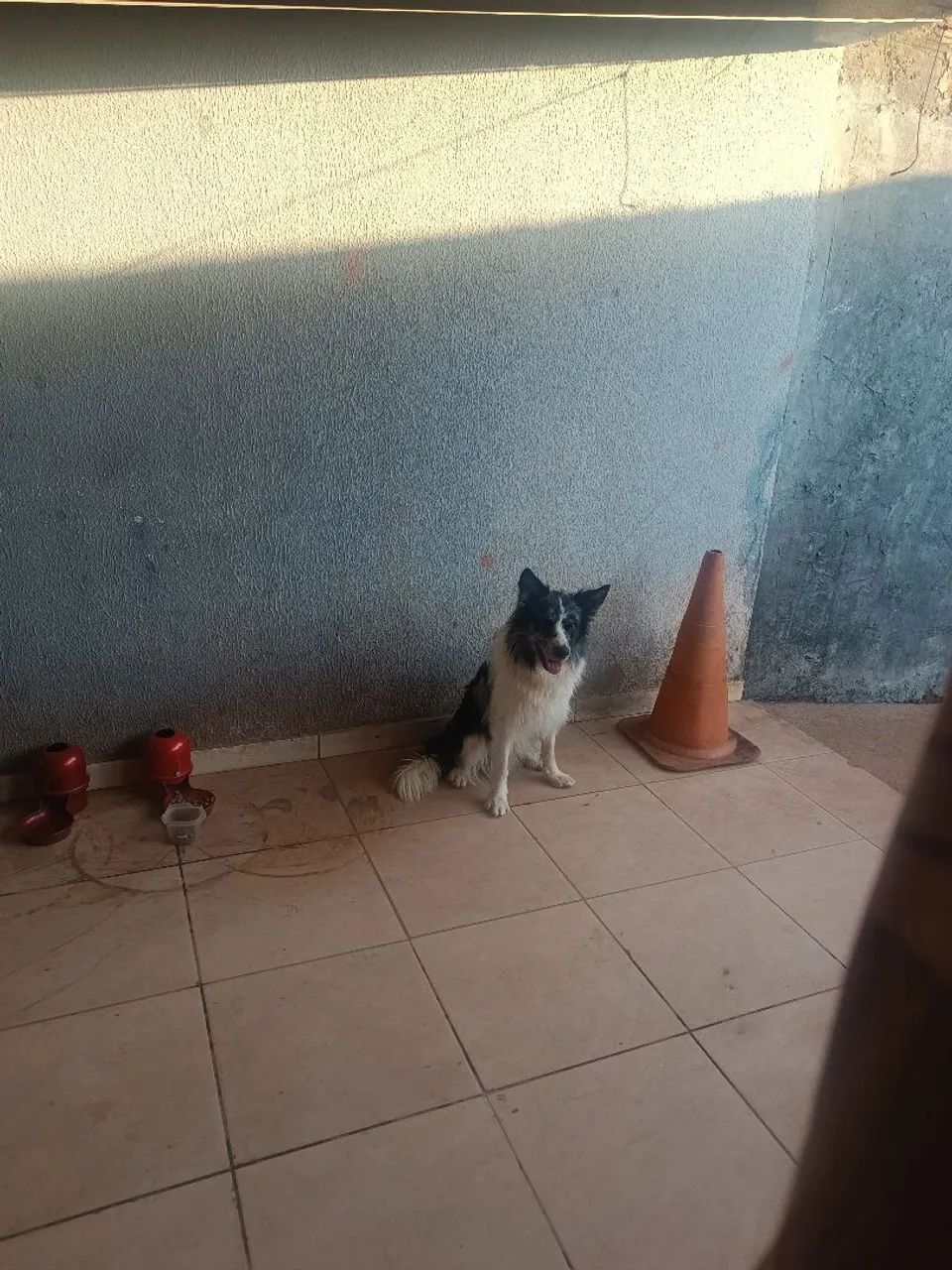 Cachorro  - Foto 3
