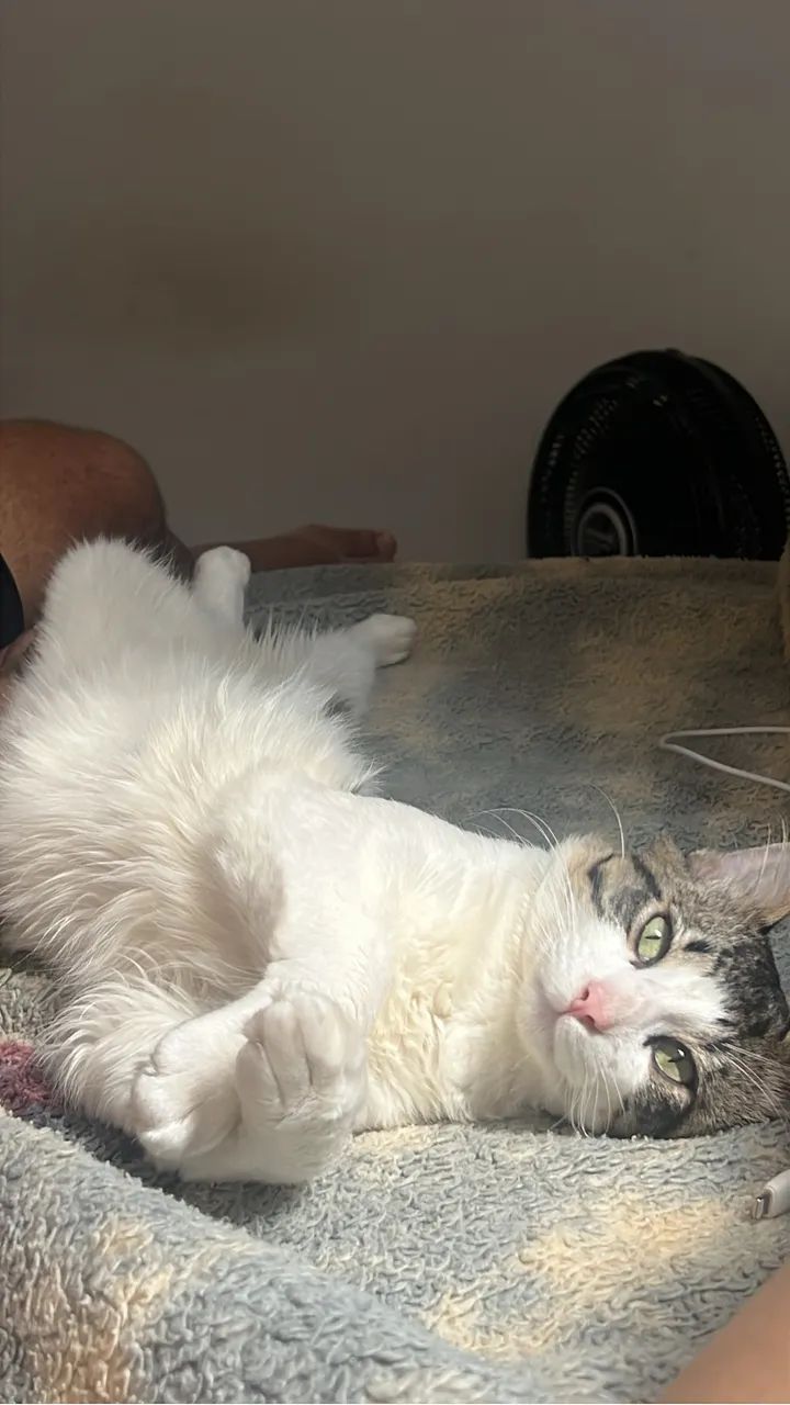 Doa-se Gato - Foto 2