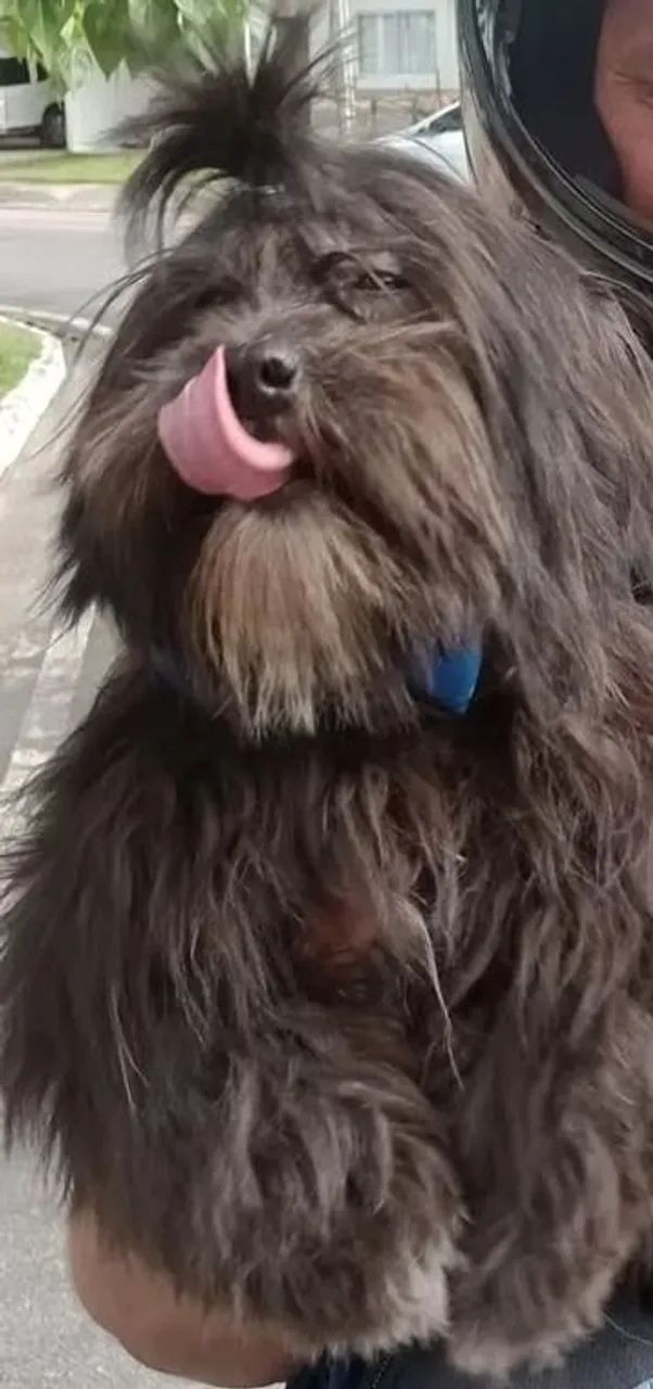 Vendo filhote Lhasa Apson  - Foto 5