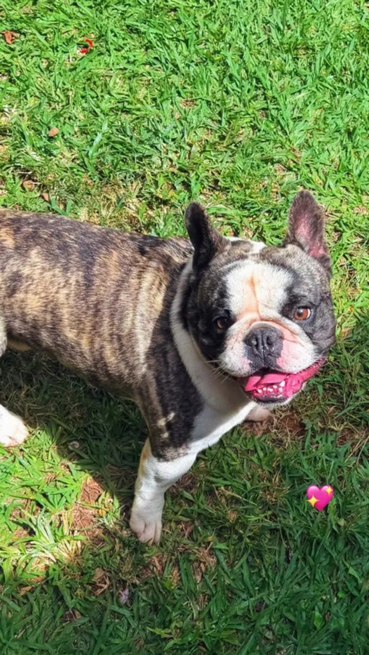 Buldogue francês  - Foto 2