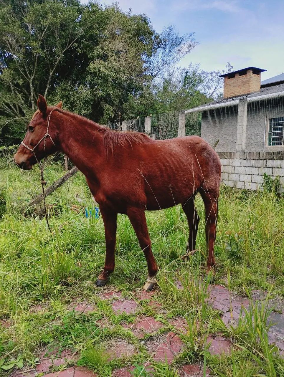 Cavalo  - Foto 3