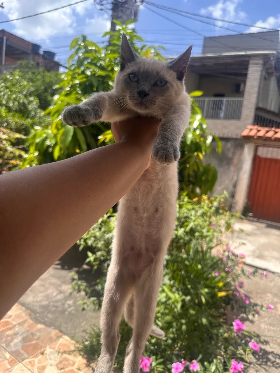 Gato  - Foto 2