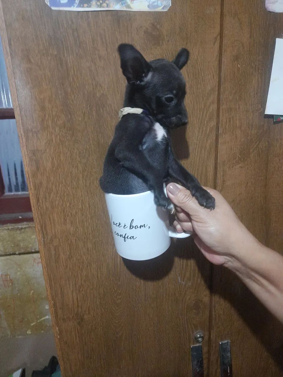 Pinscher número 1 - Foto 4