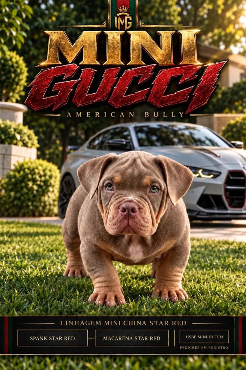 American Bully Micro