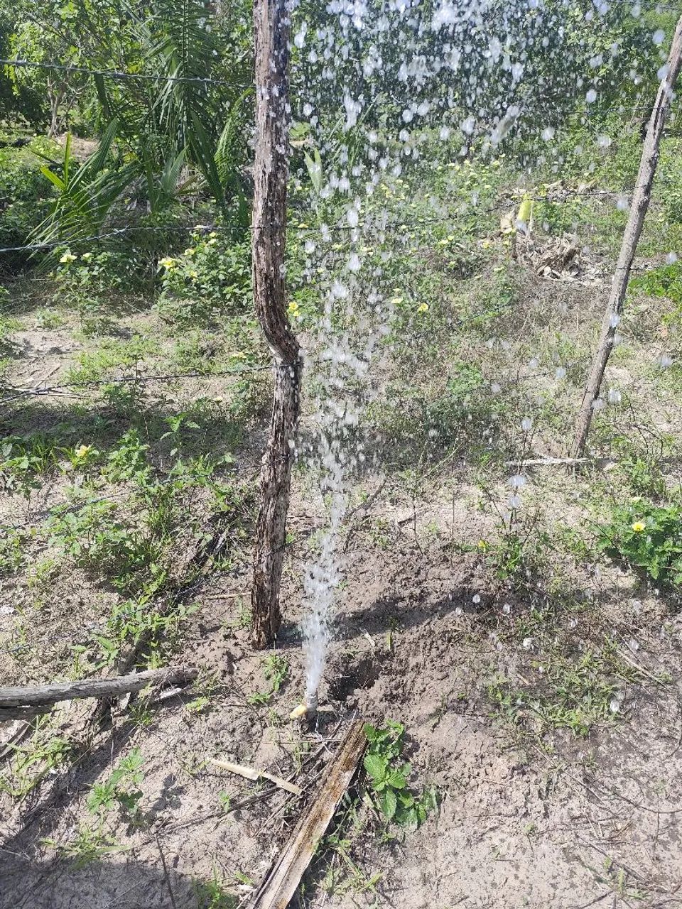 Foto - Teresina - Parque Brasil