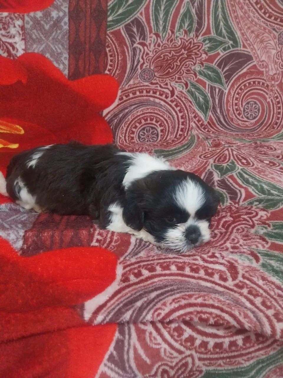 Shih-tizu 700,00 - Foto 5