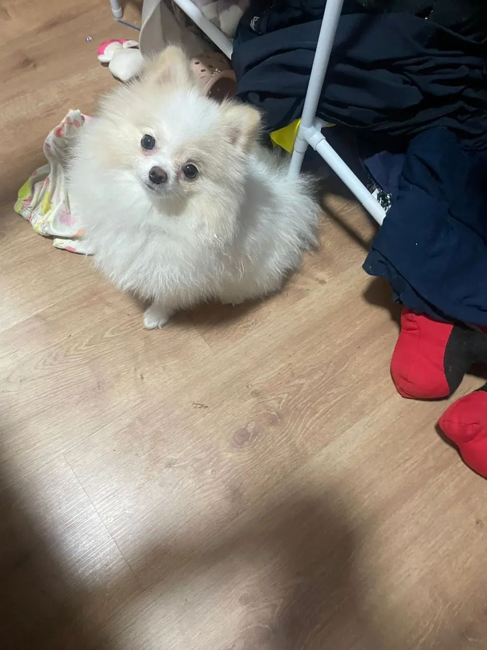 Cachorro Lulu da Pomerania - Foto 5