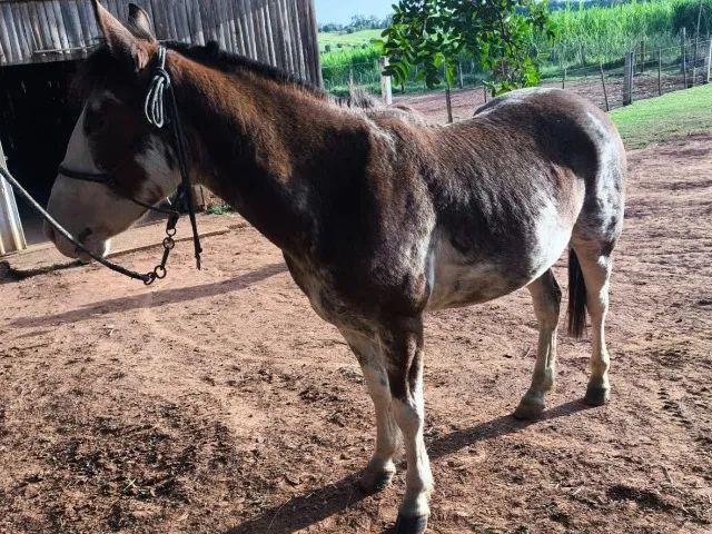 Oportunidade, Cavalo Crioulo linda pelagem rara, Oveiro, excelente de laço, manso - Foto 4