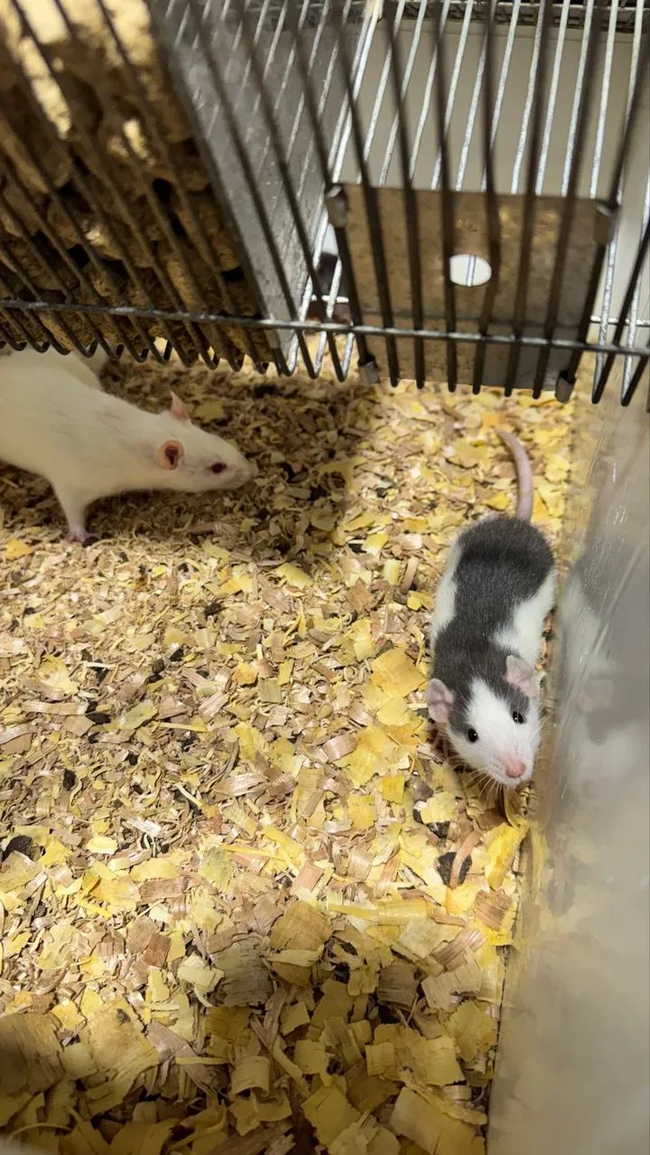 Ratos Dumbos - Foto 5