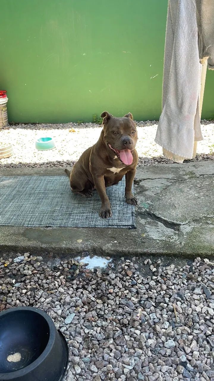 Vendo fêmea de Bully - Foto 5