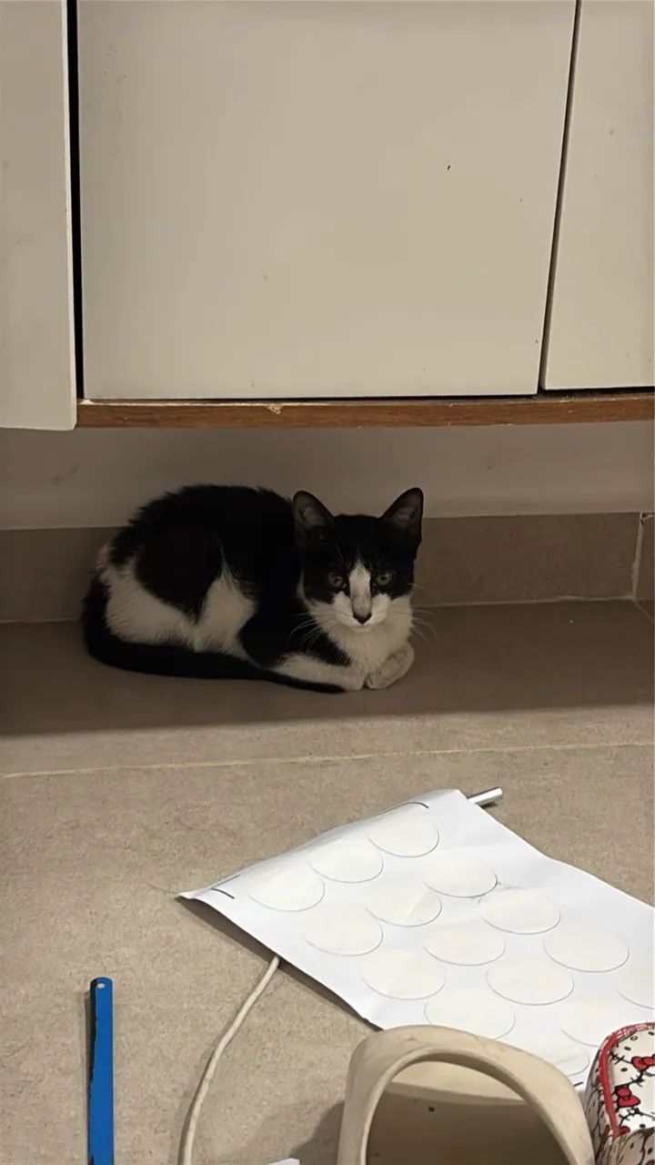 Doação de gato macho 