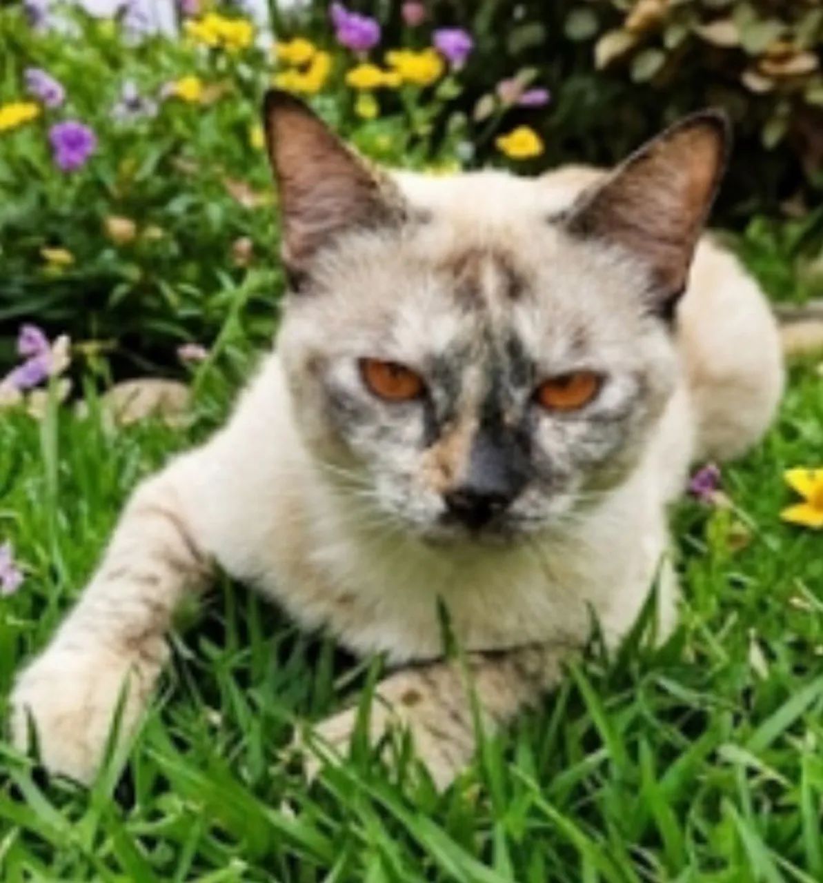 Doação de gata, amiga, calma. - Foto 3