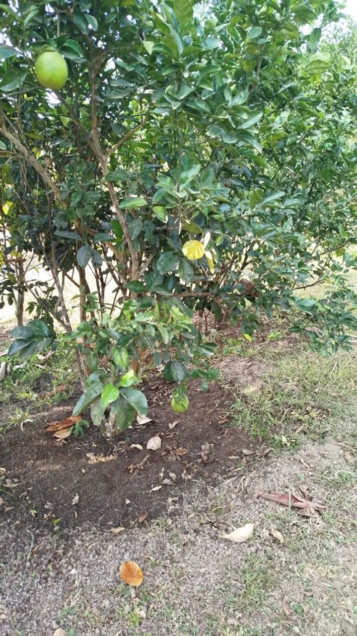 Vendo chácara barata - Foto 4