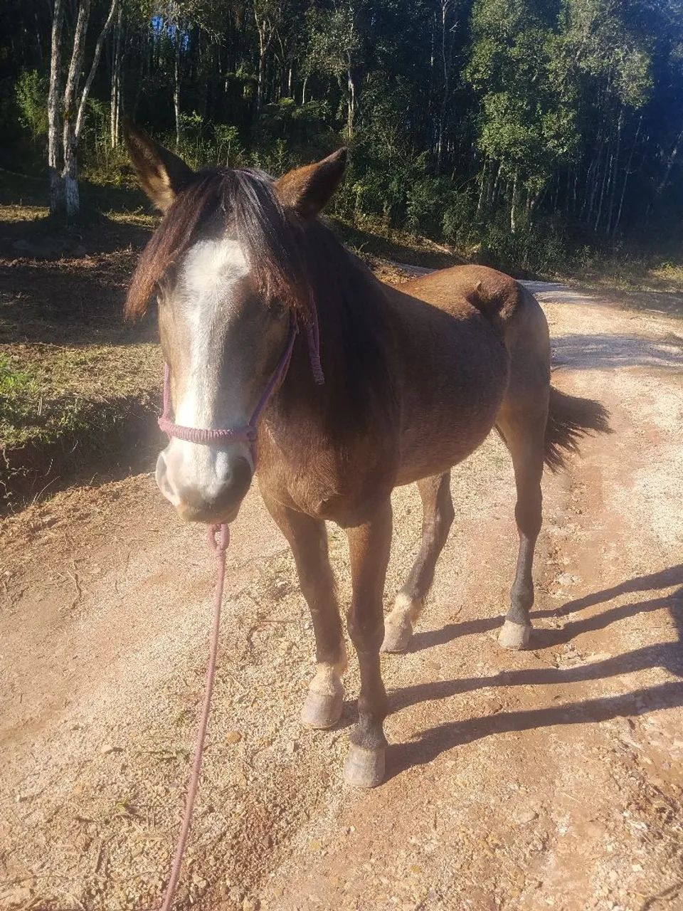 Cavalo crioulo  - Foto 3