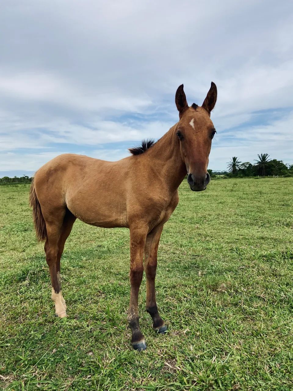 Potro mangalarga  - Foto 3