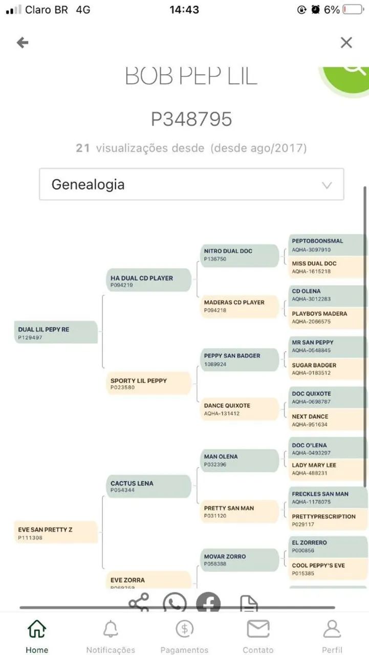 Vendo, potro quarto de milha 4 anos Alazão. - Foto 4