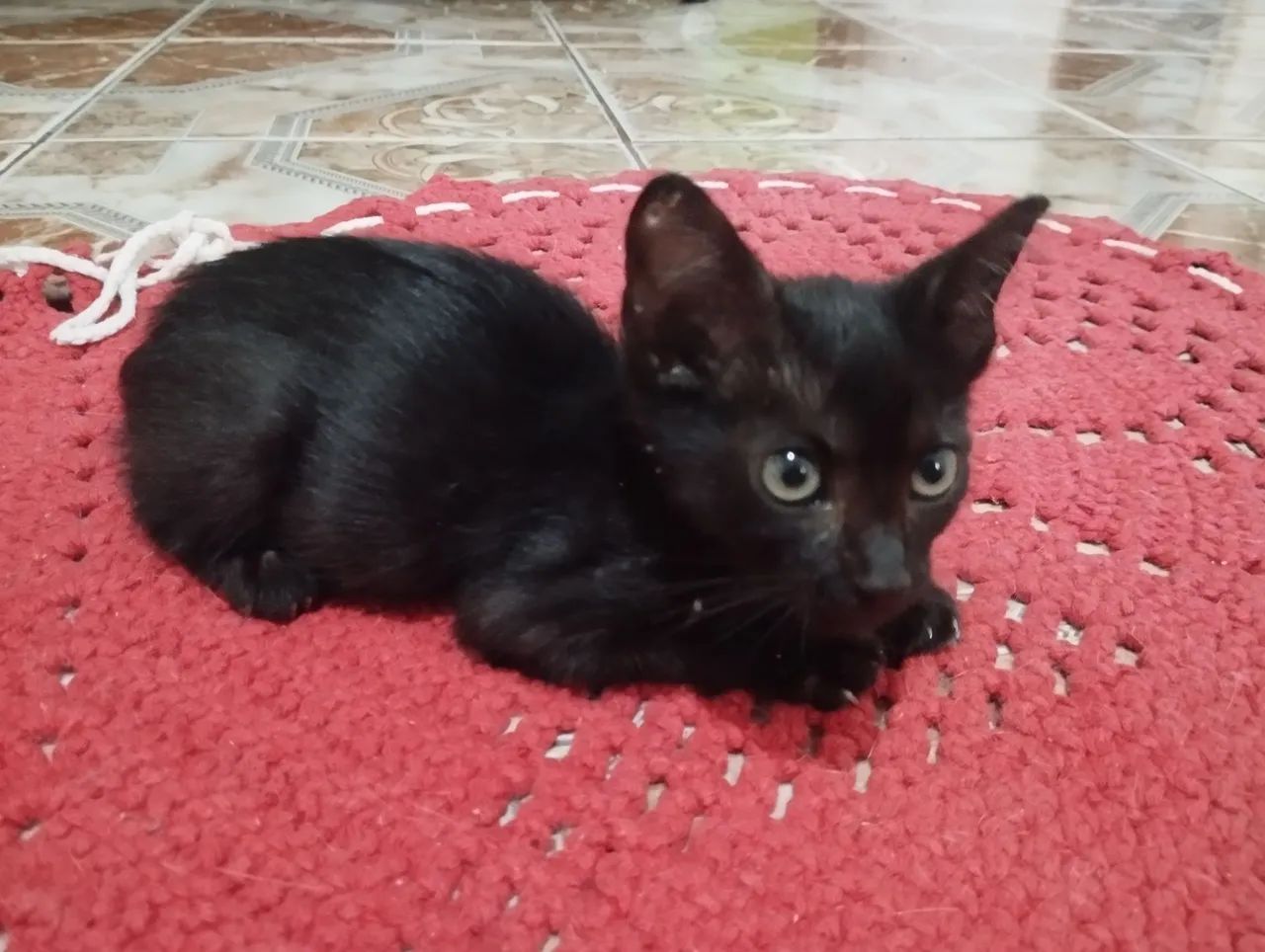 Gato macho doação dócil. - Foto 3