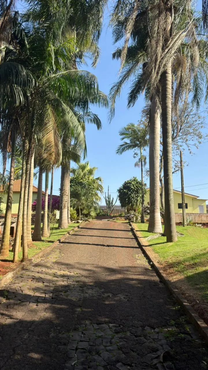 Sítio produtor de uva em Mandaguari - Foto 4