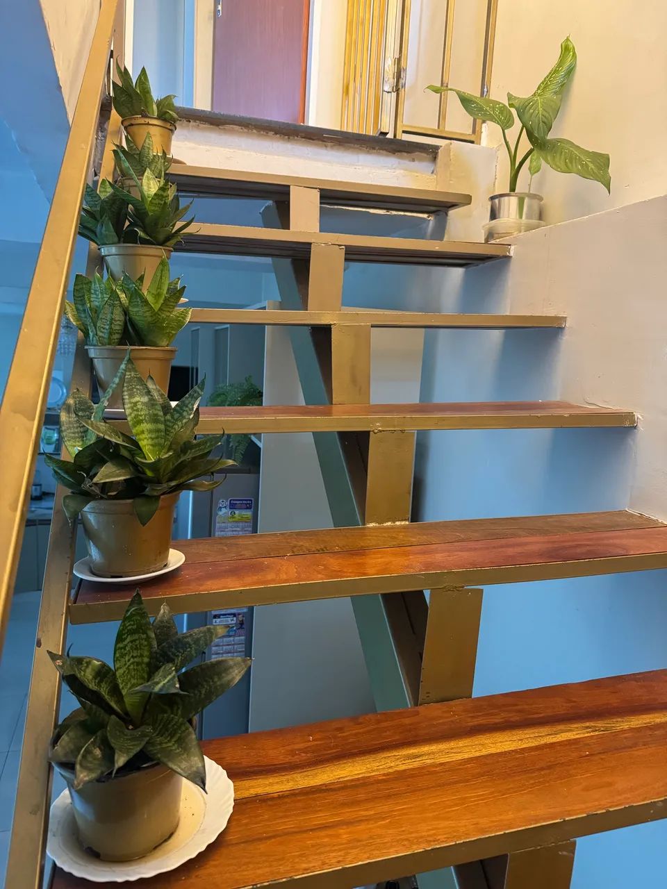Plantas vasinhos  - Foto 6