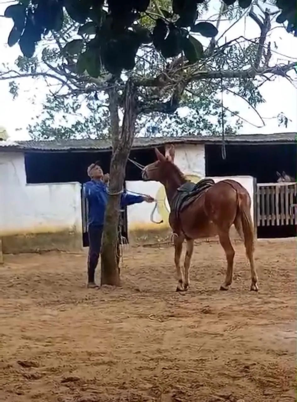 BURRA MULA DE CARROÇA - Foto 3