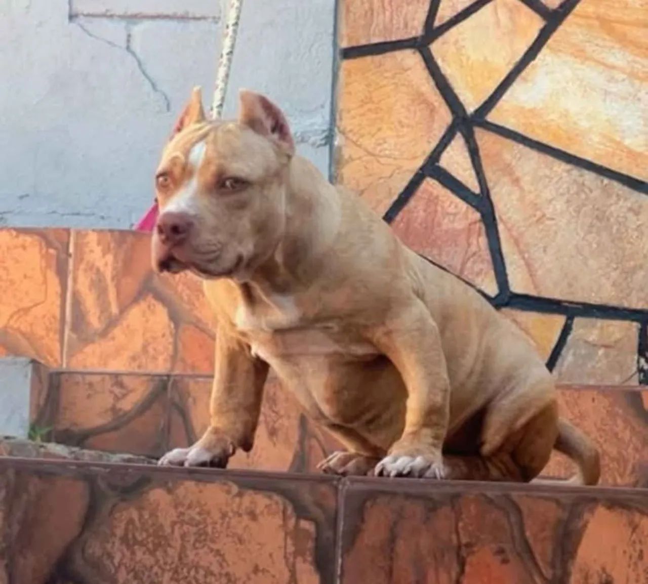 American Bully pocket  - Foto 5
