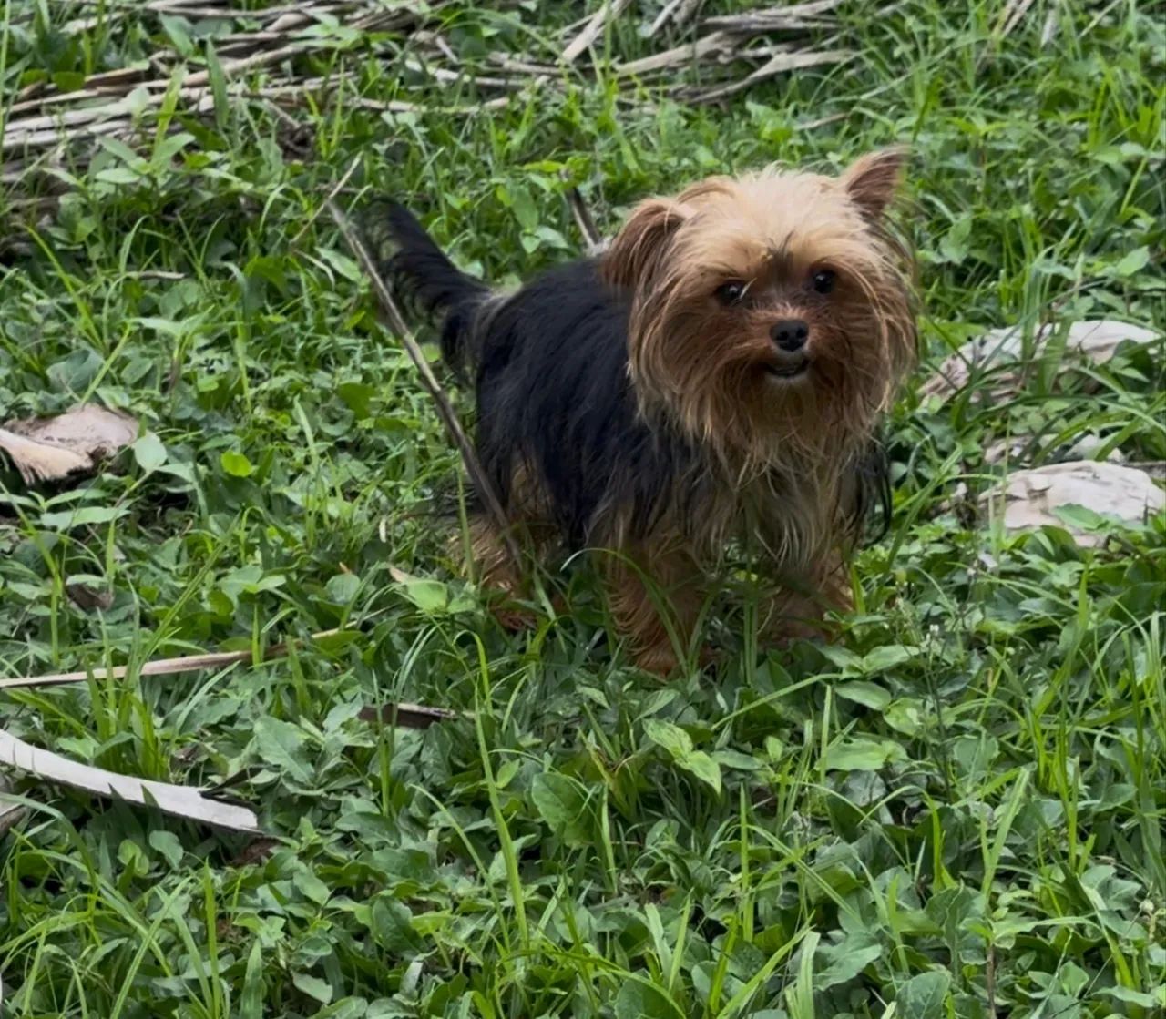 Yorkshire Terrier macho  - Foto 4