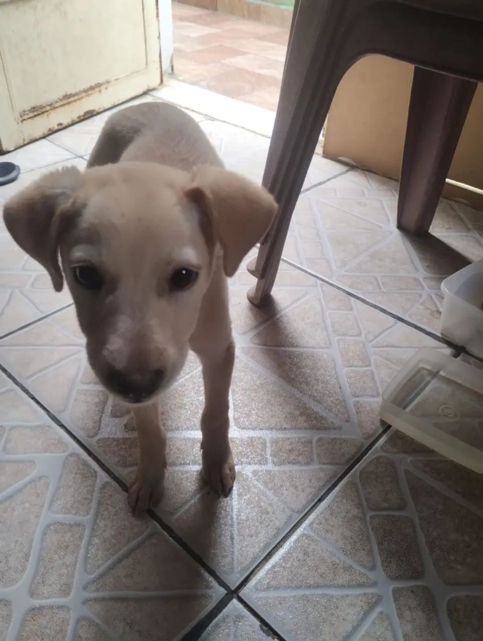Adoção responsável  - Foto 3