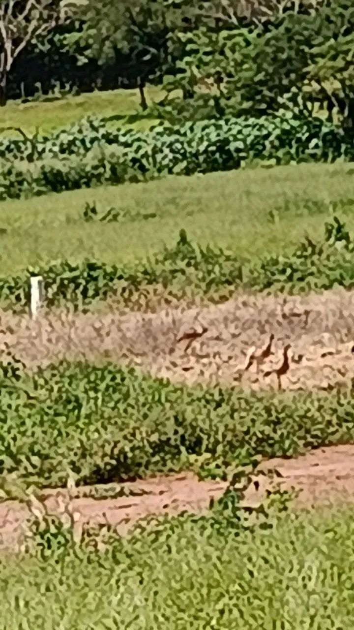 Terreno em Restinga sp  - Foto 2