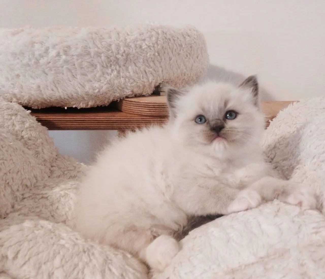 Ragdoll Blue mitted fêmea  - Foto 2