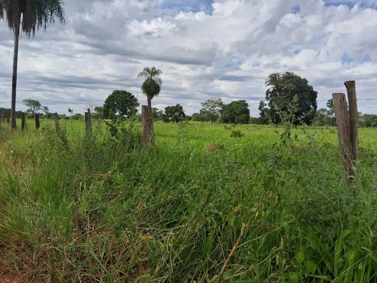 COD559 - Chácara a venda - 14hectares em Terenos/ MS. - Foto 3