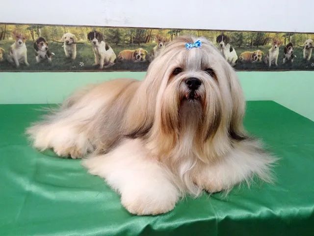 Lhasa Apso - Machinho Disponível - Foto 5