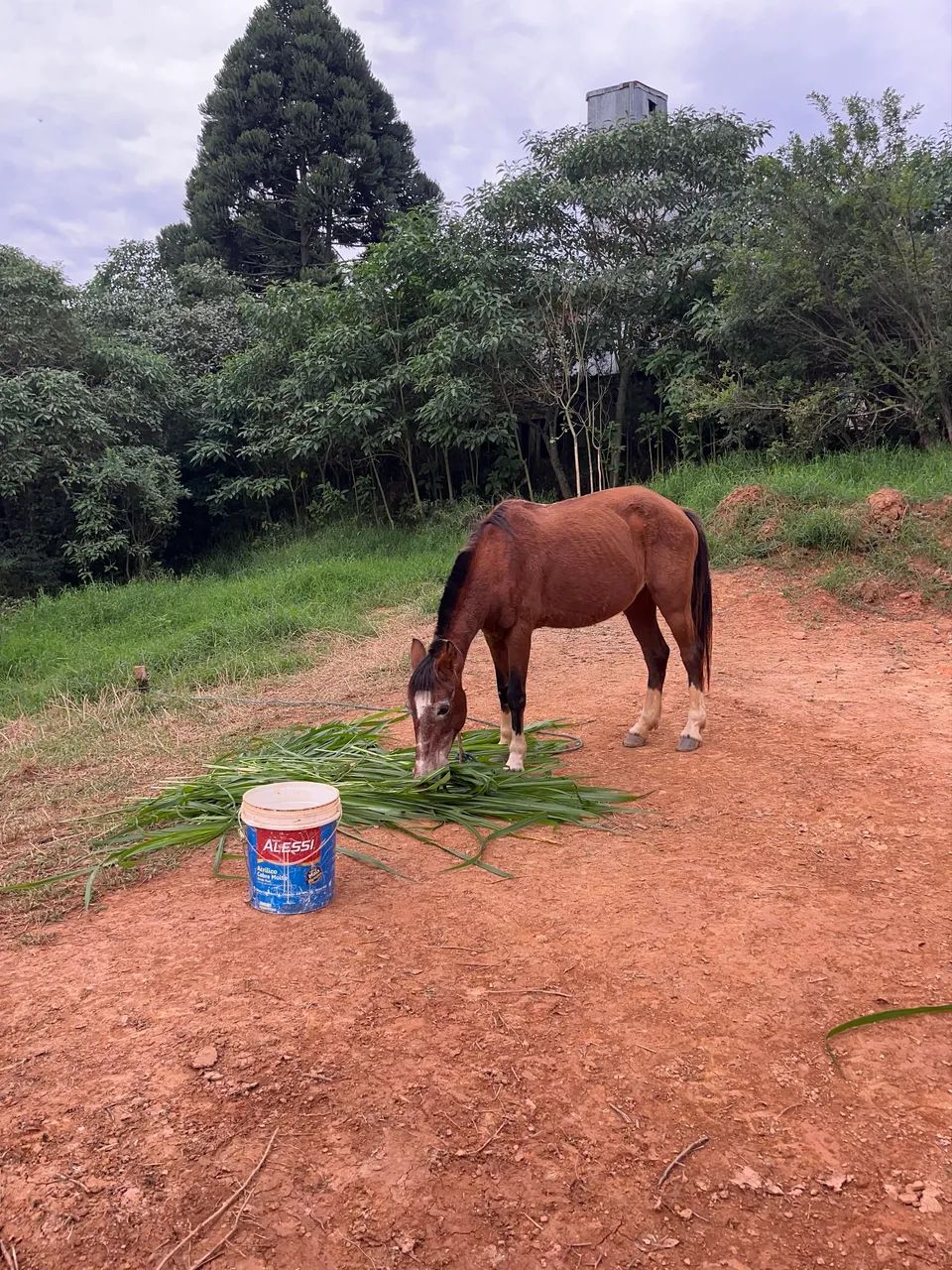 Vende se duas éguas  - Foto 2