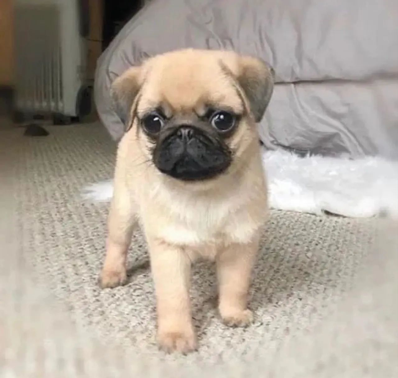 Pug  - Foto 3
