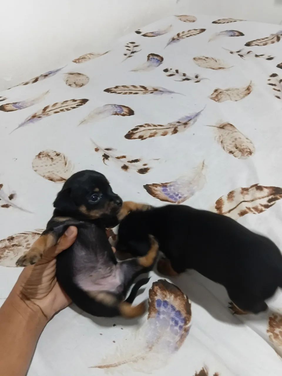 Vendo cachorro da raça pincher  legítimo  - Foto 2