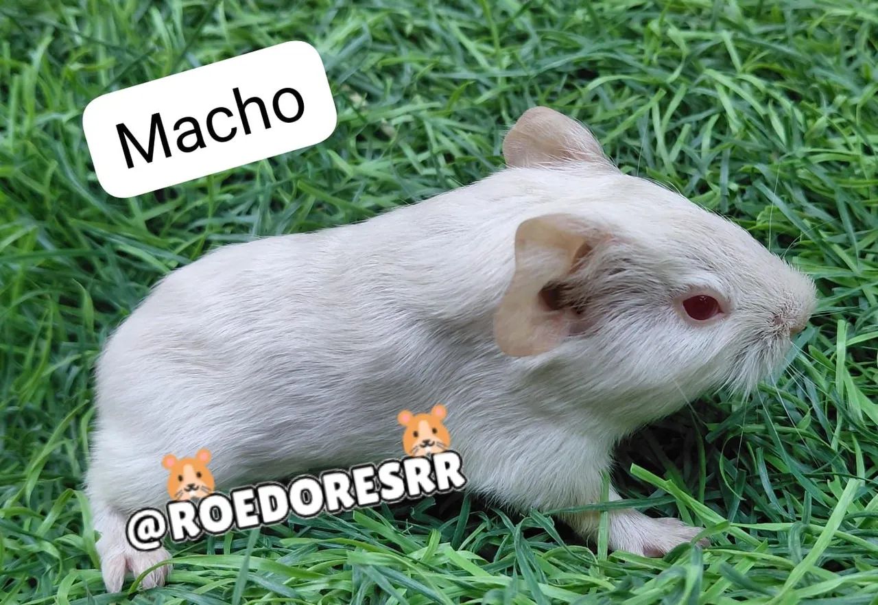 Porquinhos da india *92 - Foto 2