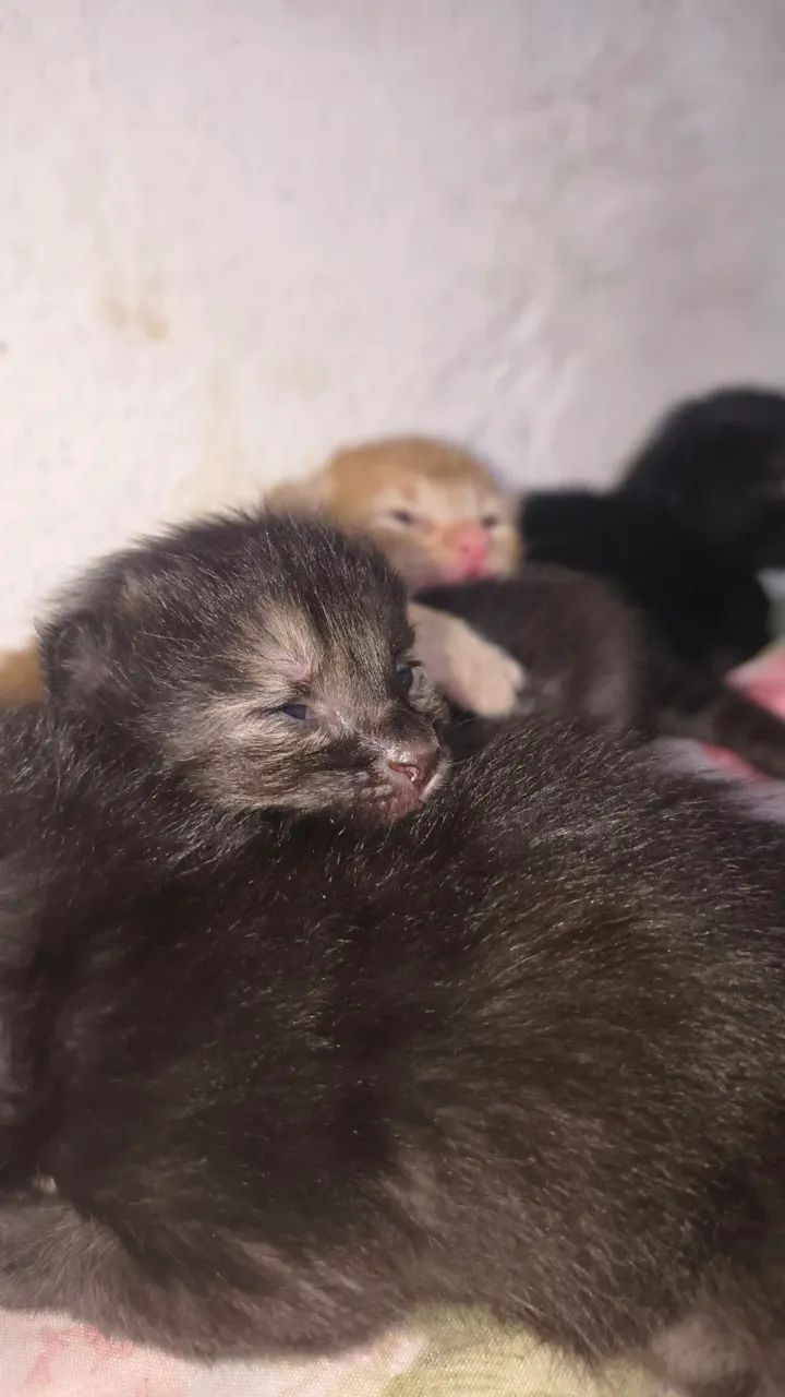 Adoção de gatos - Foto 4