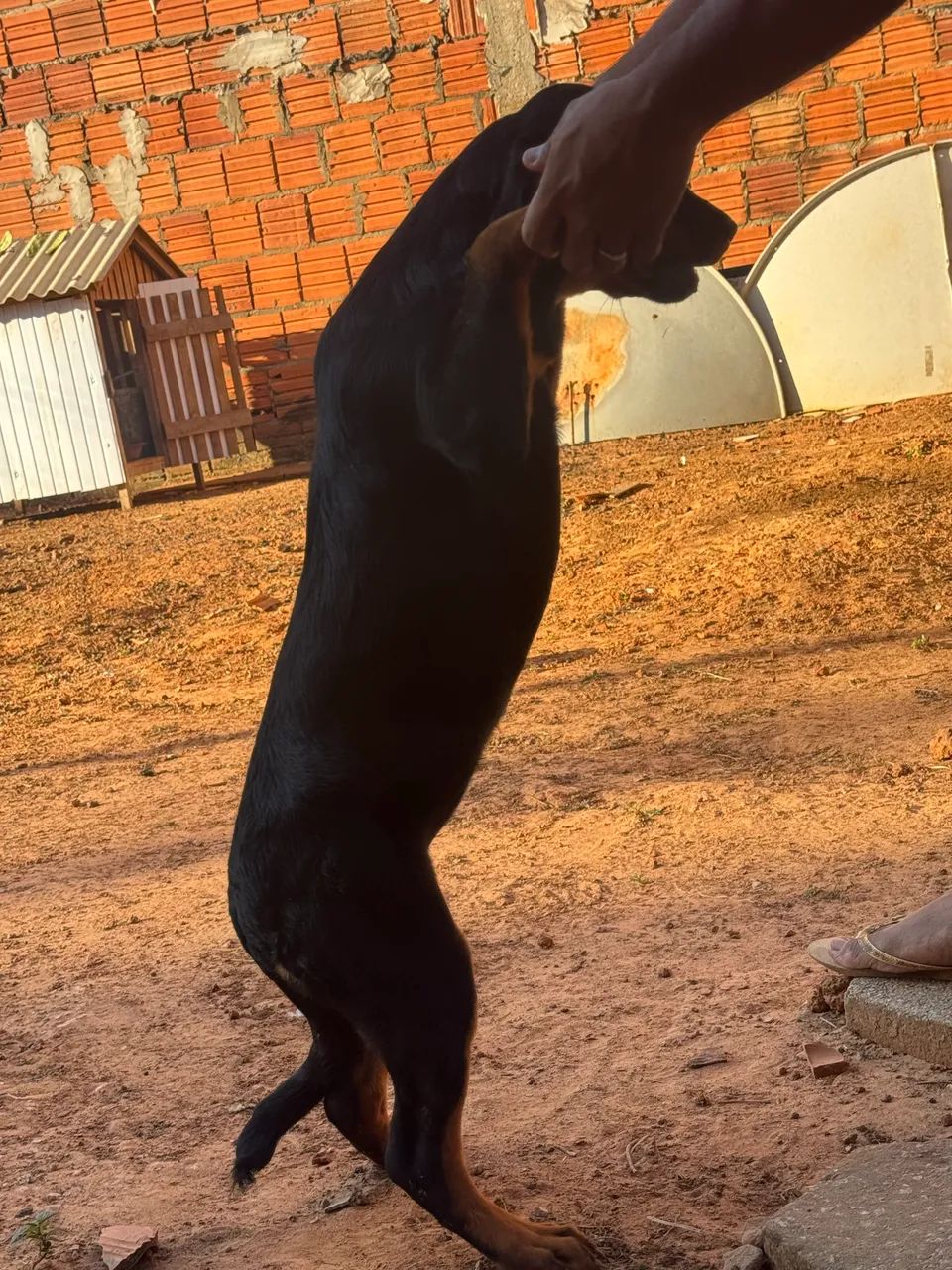 Filhote de Rottweiler - Foto 2