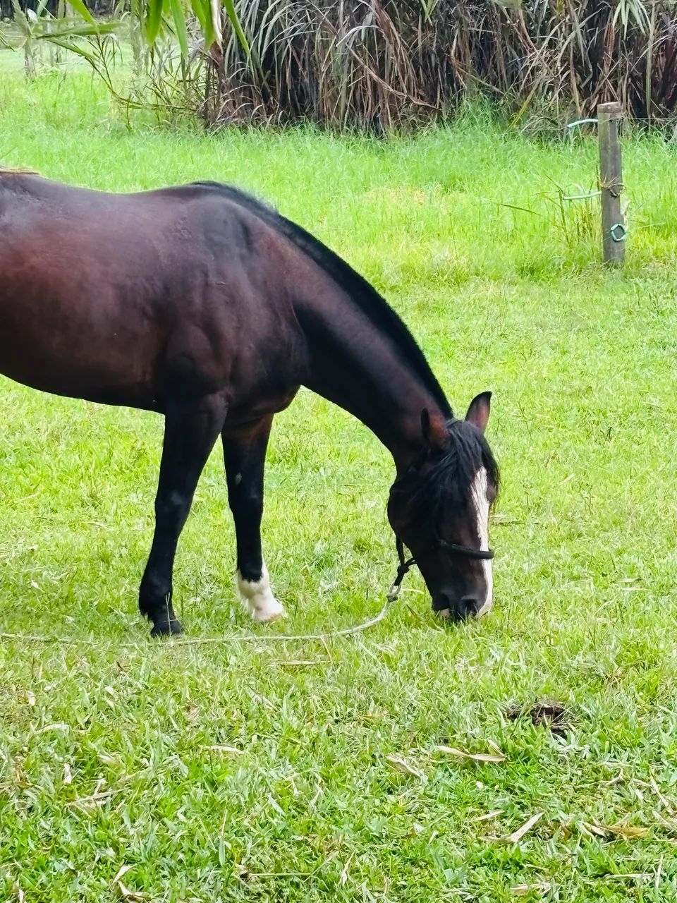 Cavalo Crioulo castrado confirmado  - Foto 4