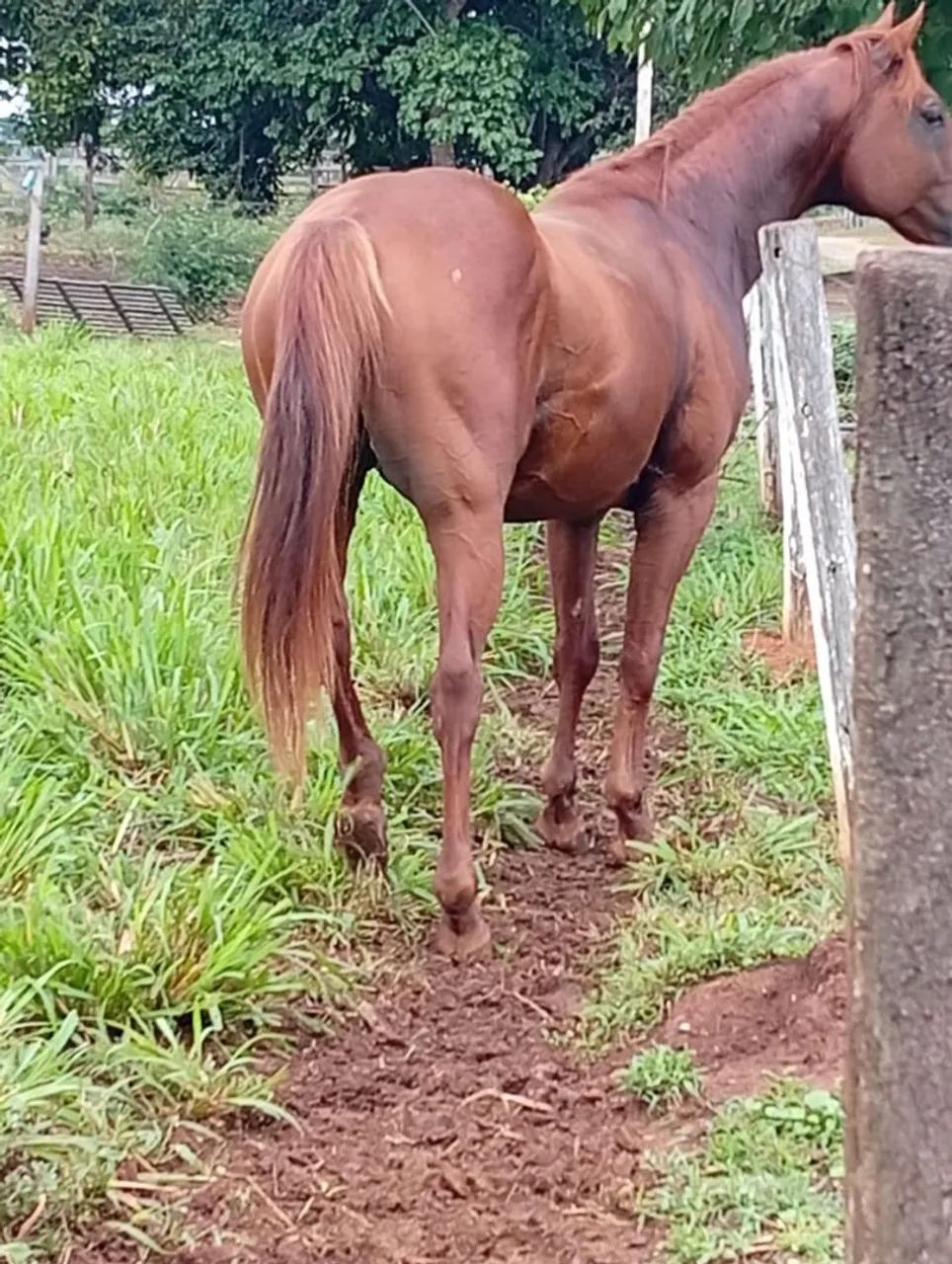 Cavalo 