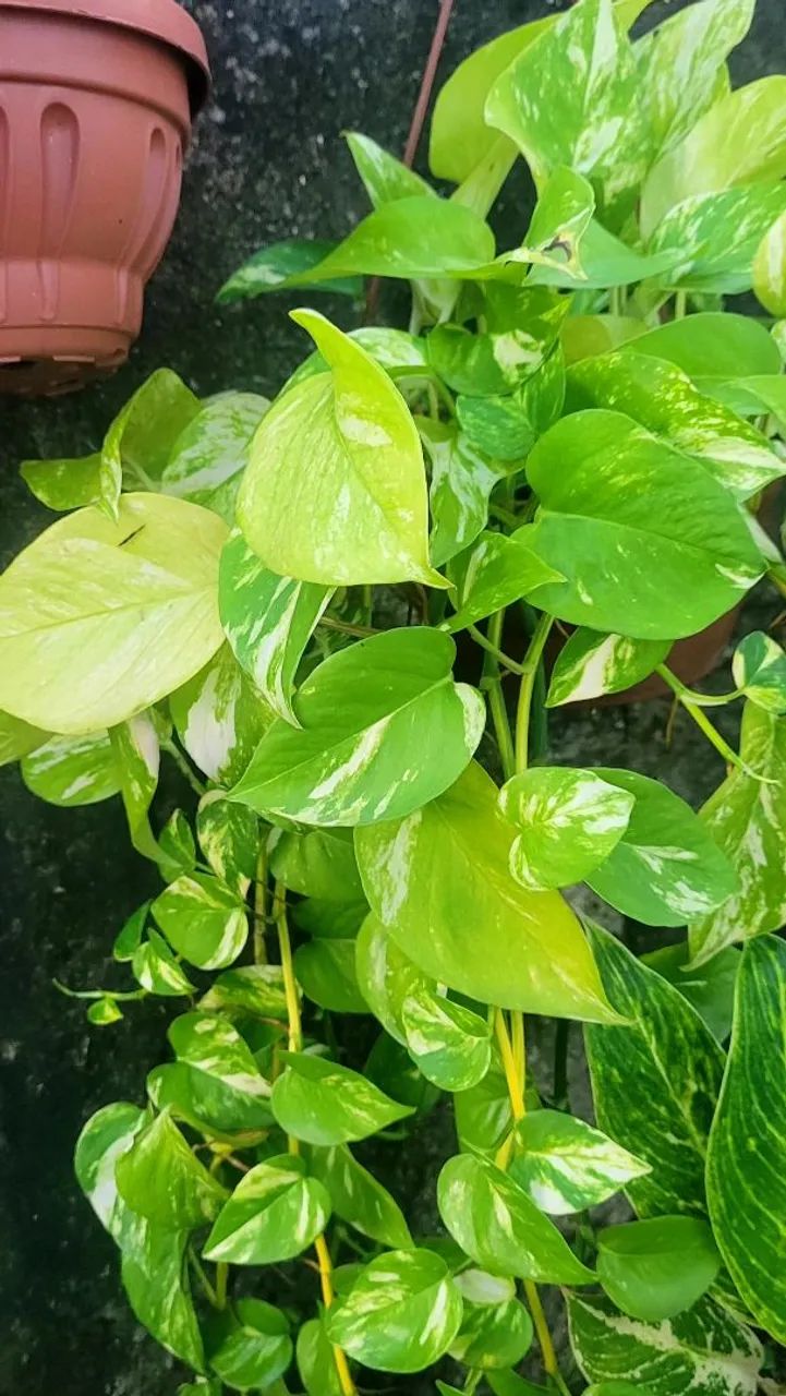 Lindas plantas  - Foto 4