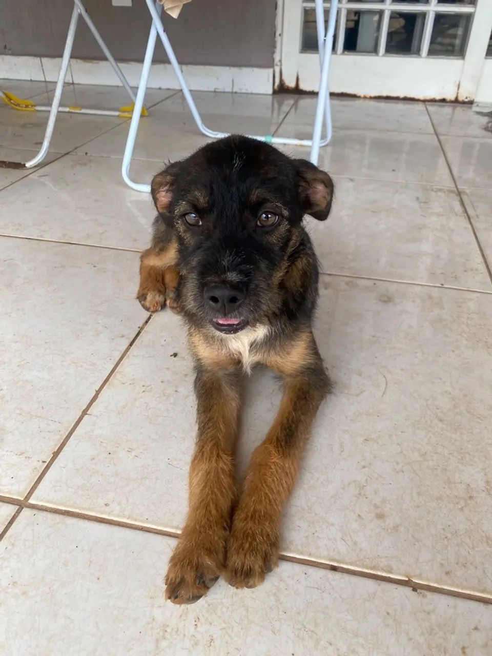 Adoção Responsável  - Foto 2