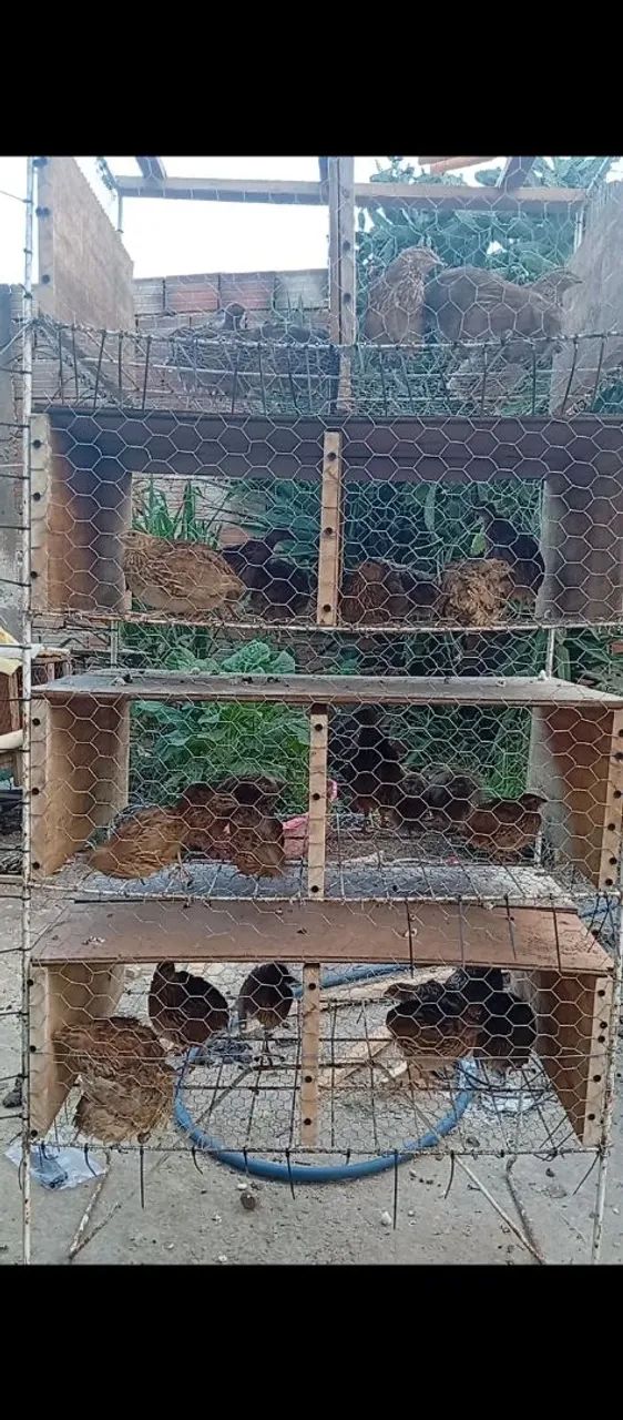 Codorna japonesas  - Foto 2