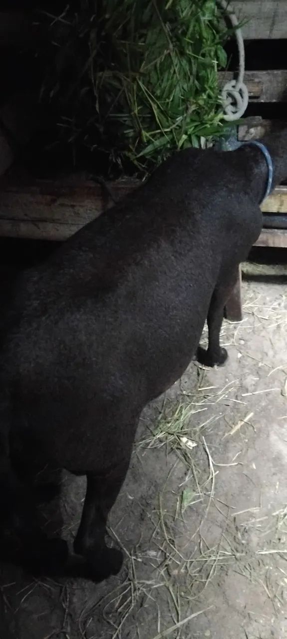 Lindo carneiro  - Foto 6