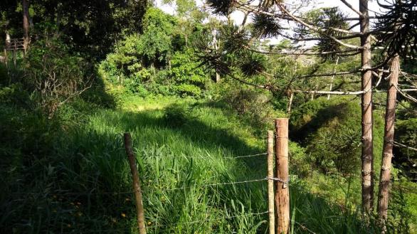 Sítio à venda por r$ 500.000 - colônia alpina - teresópolis/rj