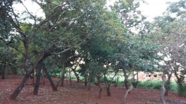 Chácara rural à venda, sítios de recreio mansões do campus, goiânia. - Foto 5