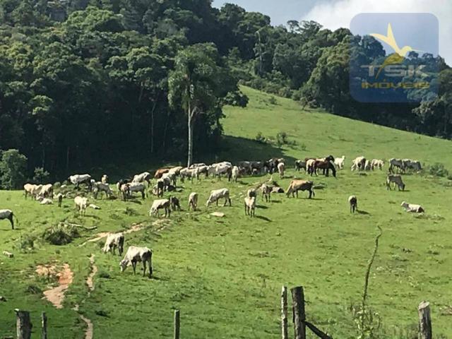 Fa0009 fazenda à venda, 605000 m² por r$ 3.150.000 - zona rural - quitandinha/pr - Foto 10